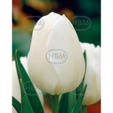 Hectarul - Bulbi de lalea Antarctica, 5 bulbi